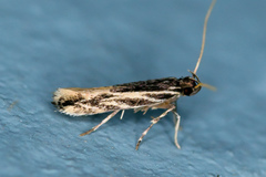Eralea albalineella