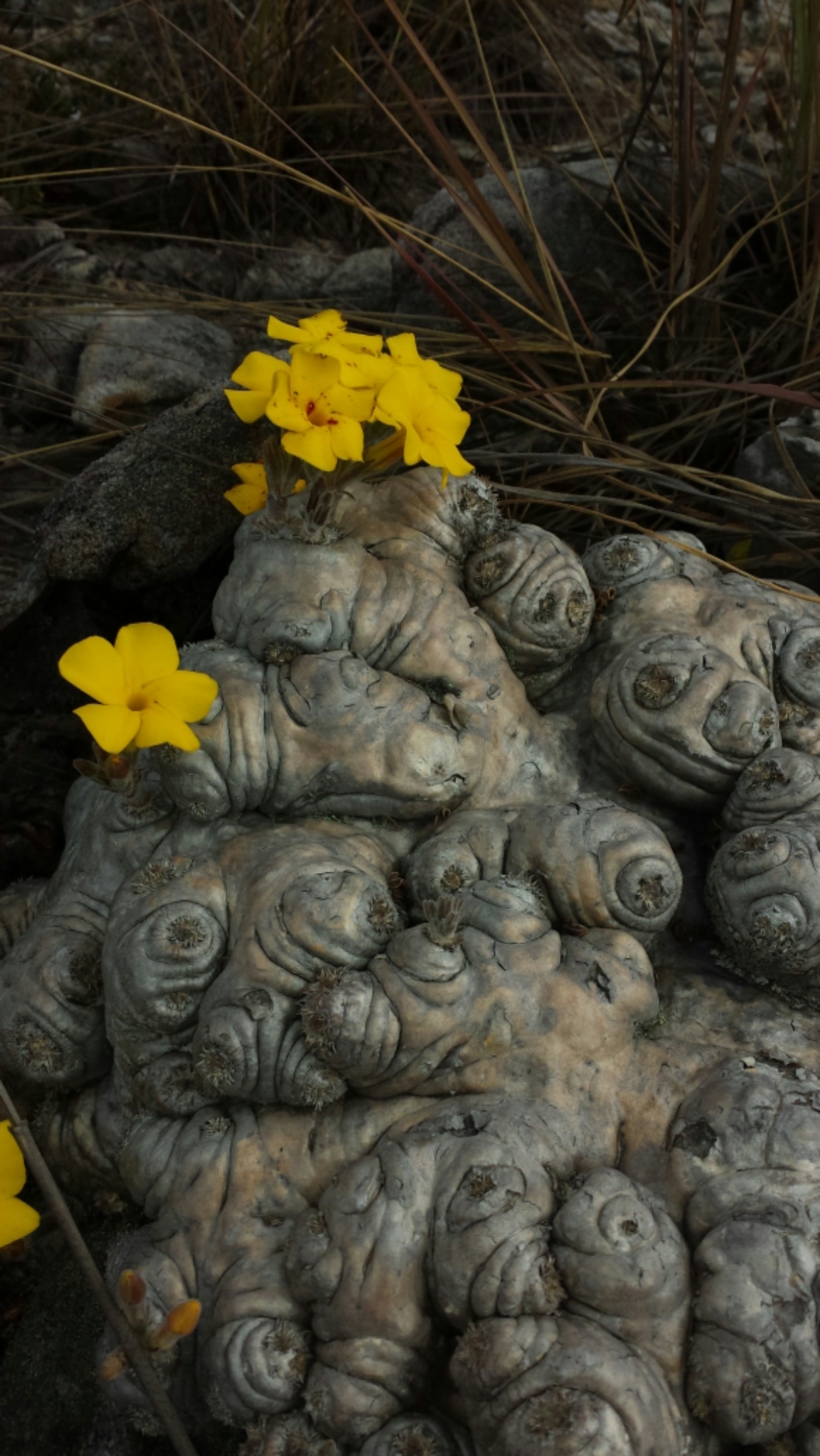 Pachypodium brevicaule
