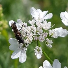 Acraspisa