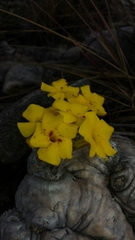 Pachypodium brevicaule image