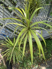 Dracaena reflexa angustifolia