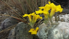 Pachypodium brevicaule image