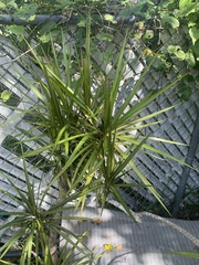 Dracaena reflexa angustifolia