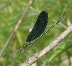 Calopteryx japonica