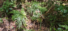 Pteris umbrosa