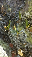 Angraecum rutenbergianum image