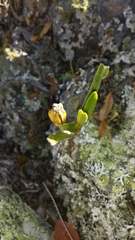 Angraecum rutenbergianum image