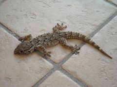 Tarentola mauritanica mauritanica