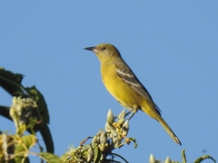 Icterus parisorum