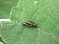 Agrilus sulcatulus