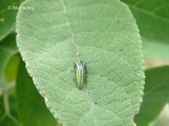 Agrilus sulcatulus