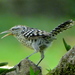 Stripe-backed Wren - Photo (c) barloventomagico, some rights reserved (CC BY-NC-ND)