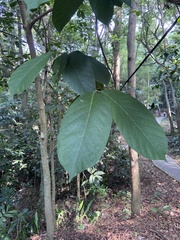 Millettia