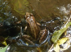 Ezo Brown Frog photo 2