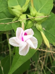 Mirabilis jalapa