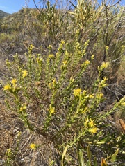 Ericameria pinifolia