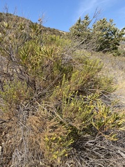 Ericameria pinifolia