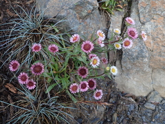 Erigeron morrisonensis