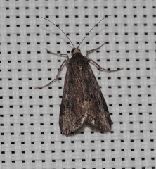 Achyra affinitalis