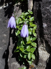 Adenophora morrisonensis