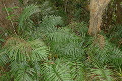 Blechnum chauliodontum