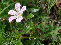 Geranium hayatanum