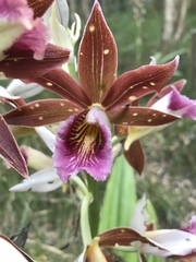 Phaius australis