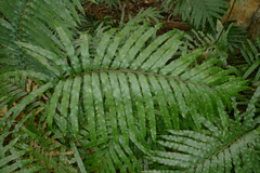 Blechnum chauliodontum