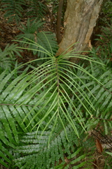 Blechnum chauliodontum