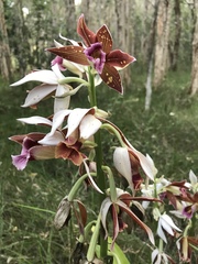 Phaius australis