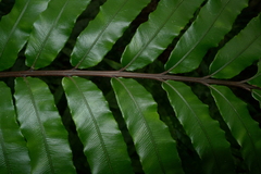 Blechnum chauliodontum