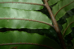 Blechnum chauliodontum