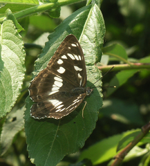 Limenitis amphyssa