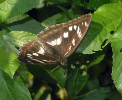 Limenitis amphyssa