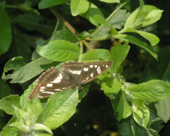 Limenitis amphyssa