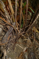 Blechnum chauliodontum