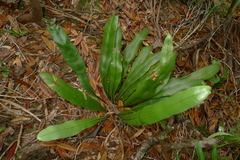 Austrogramme marginata