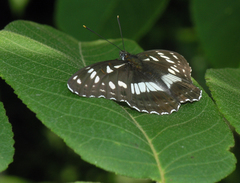 Limenitis doerriesi