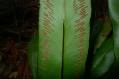 Austrogramme marginata