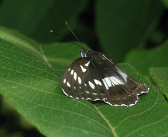 Limenitis doerriesi