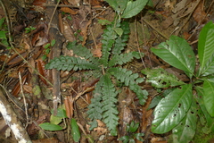 Blechnum opacum