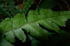 Blechnum opacum