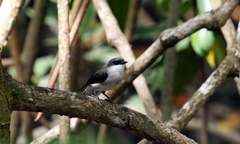 Eopsaltria pulverulenta