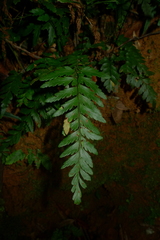 Austrogramme decipiens