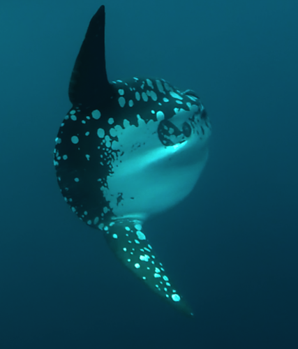 photo of Bump-head Mola (Mola alexandrini)