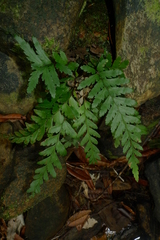 Austrogramme decipiens