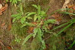 Lindsaea harveyi