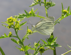 Pieris dulcinea