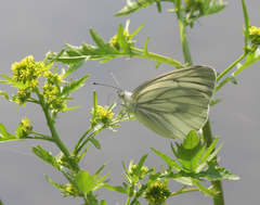 Pieris dulcinea