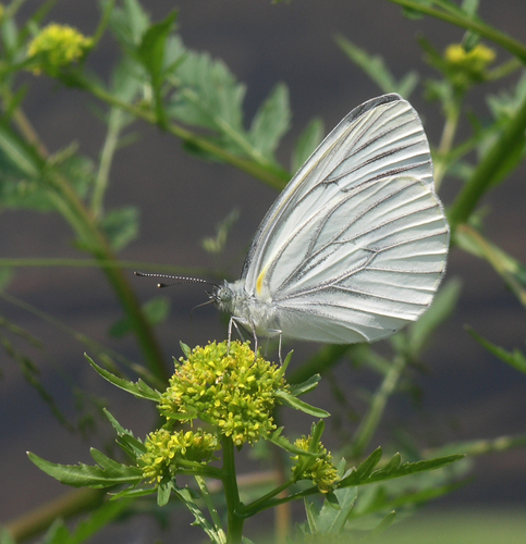 Pieris dulcinea